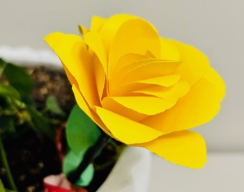 Lets Make Paper Flowers