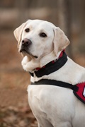Bravo, Therapy Dog