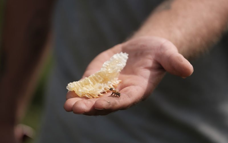 bee and honeycomb in hand