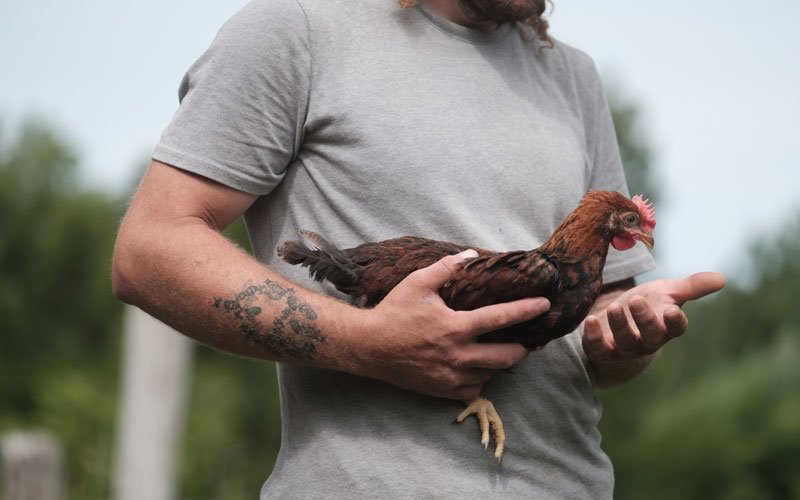 keith steller holding a chicken