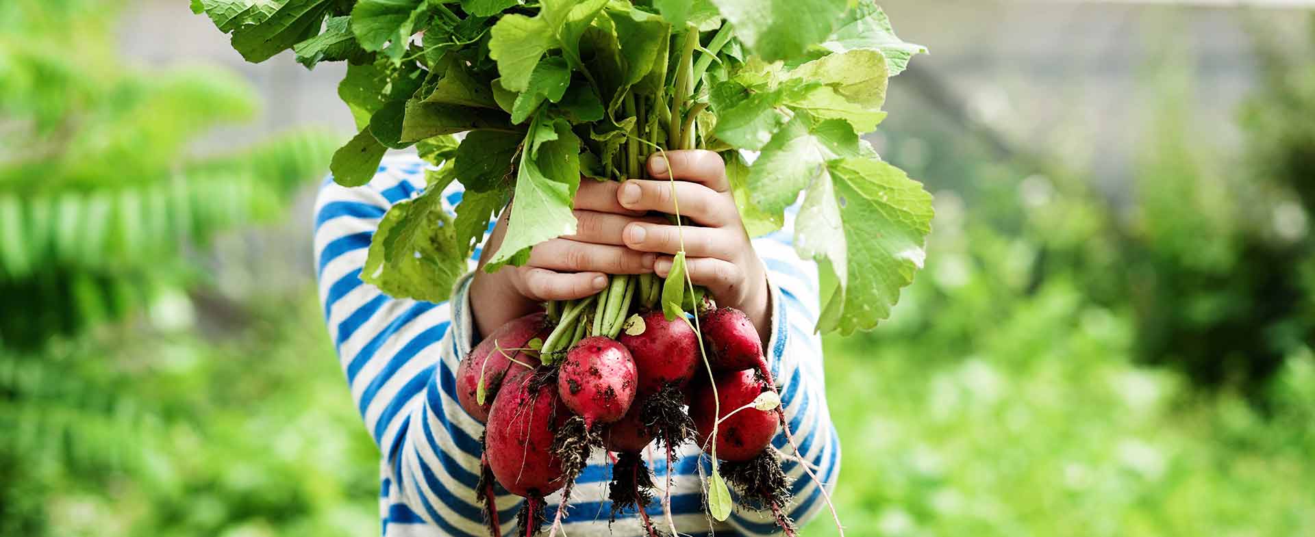 holding radishes