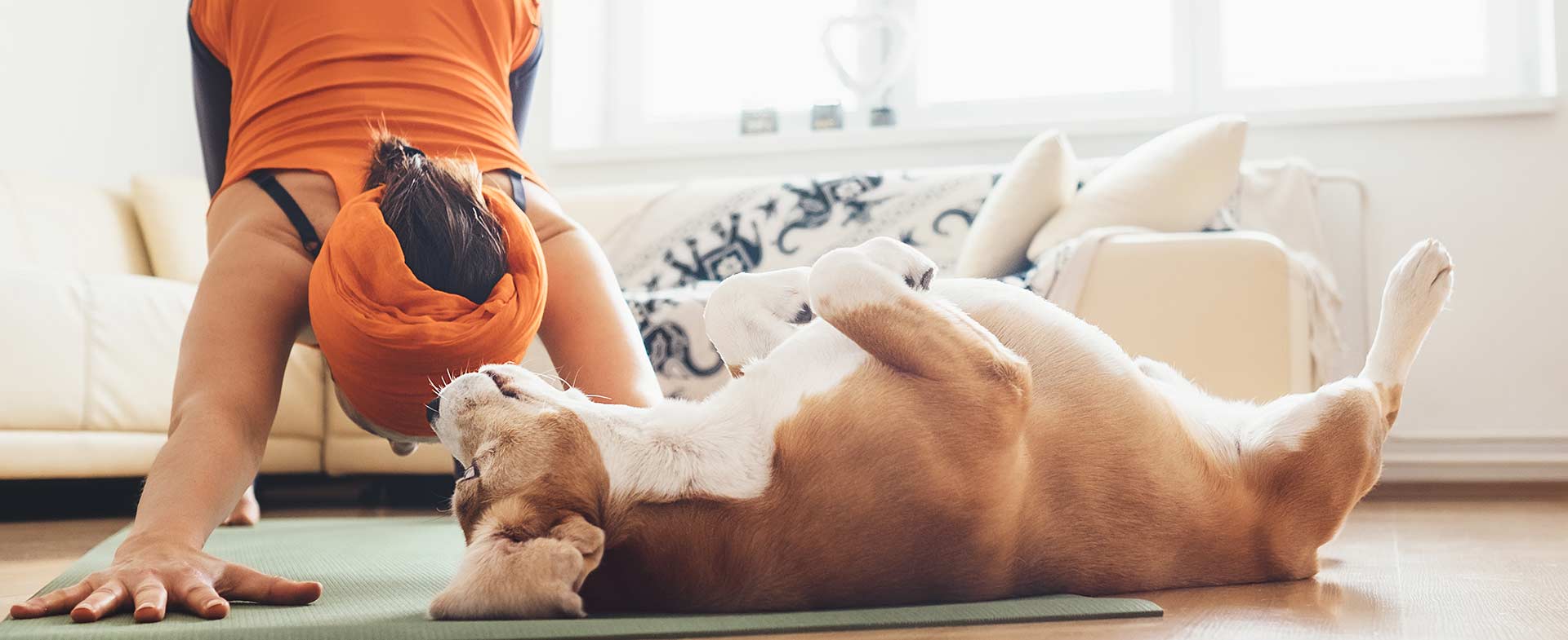 Working out with your dog 2025