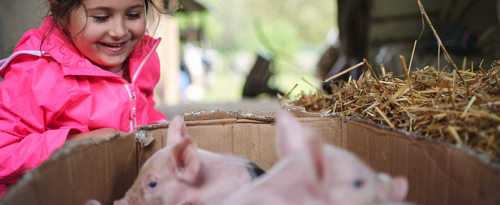 Little girl wearing a bright pink jacket and smiling at pigs at a petting zoo. dummy desktop Image