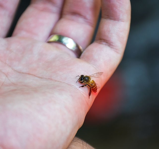 Wasp Stinger Removal 600, 640 Bee And Wasp Stings: A Go-To Guide | Henry Ford Health - Detroit, MI