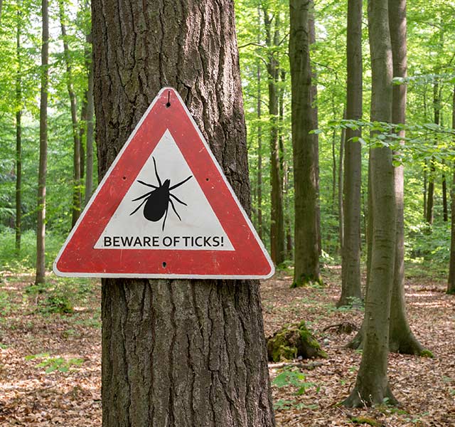 ticks