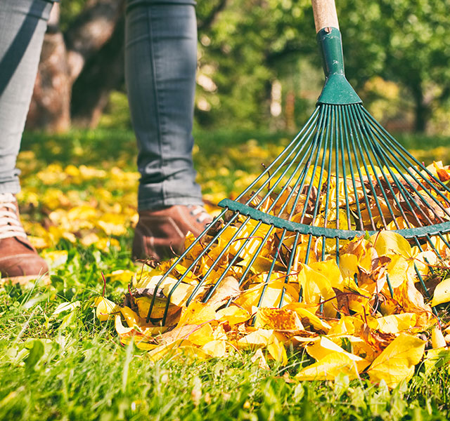 woman raking leaves