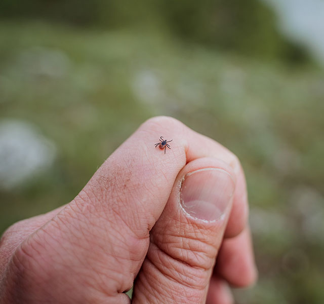 lyme disease