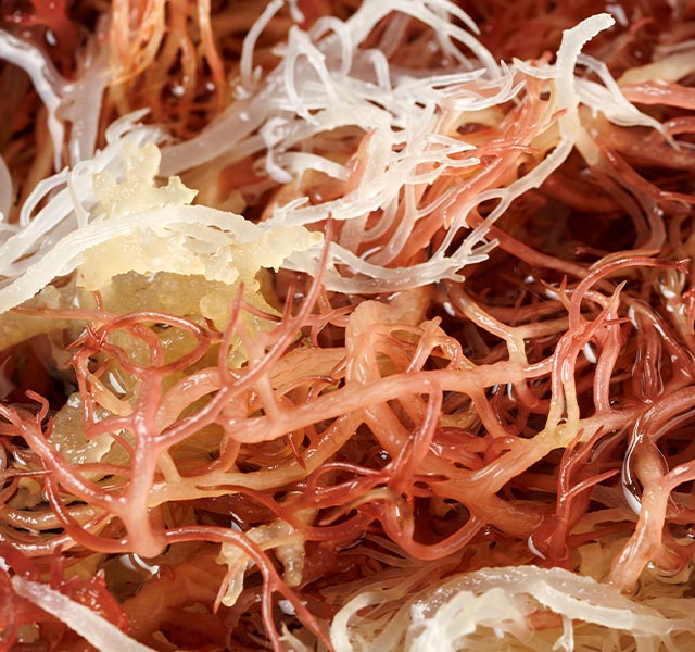 sea moss trend