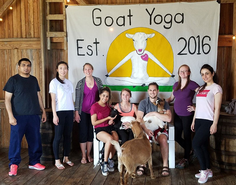 Goat Yoga sized