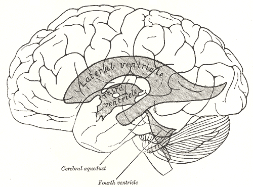A diagram of the brain showing (from top to bottom) the lateral ventricle, third ventricle, cerebral aqueduct, and fourth ventricle