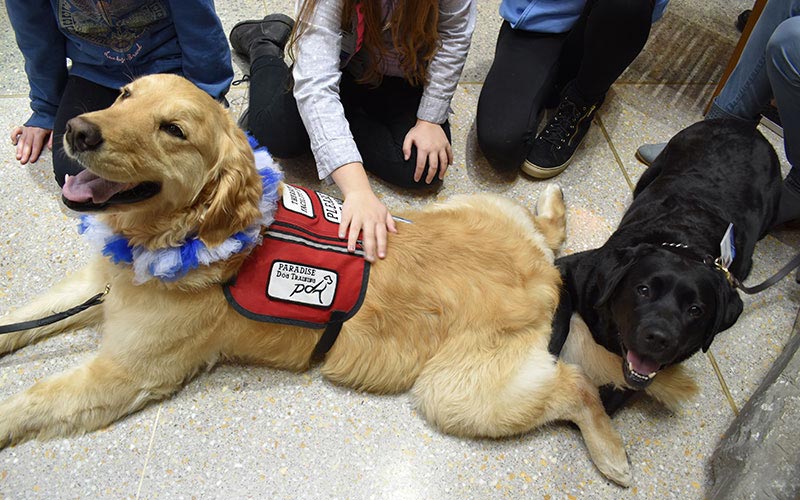 henry ford west bloomfield hospital pet therapy dogs 2