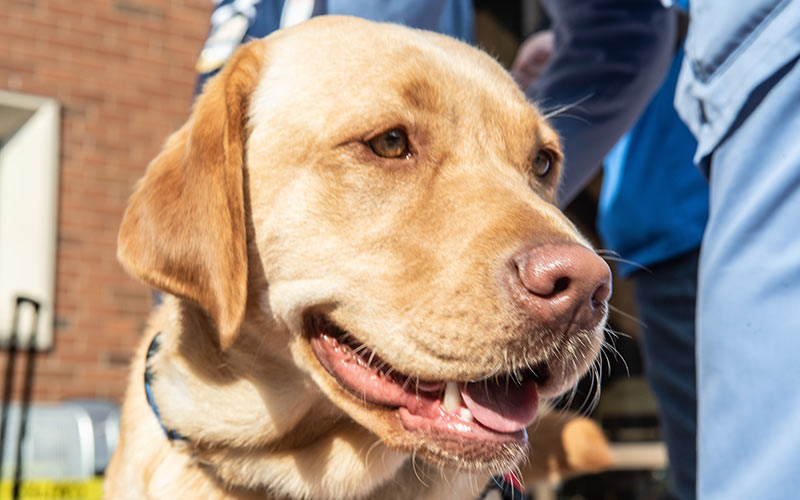 henry ford west bloomfield hospital pet therapy dog